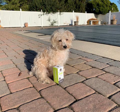 A dog takes Pure Velvet Deer Antler Velvet for dogs to improve its joint health and energy