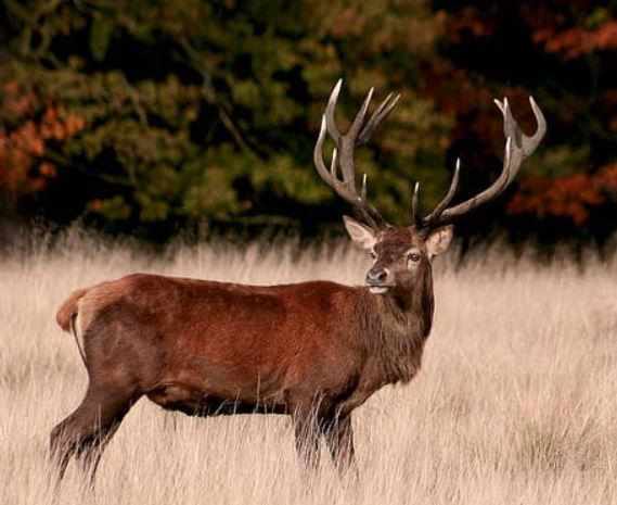Deer with its growing antlers in the wild. Learn how they grow so fast.