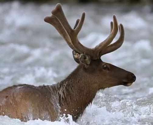 Learn the similarities and differences between elk antler velvet and deer antler velvet for overall health and wellness
