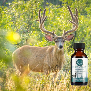 deer rub the deer antler velvet off their antlers that helps with enhancing testosterone levels, muscle strength and endurance.