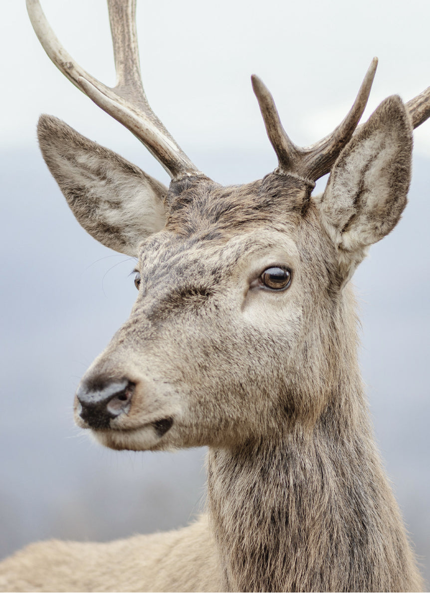 files/deer-img.jpg